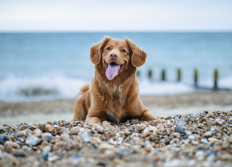 Top Dog-Friendly Destinations In England